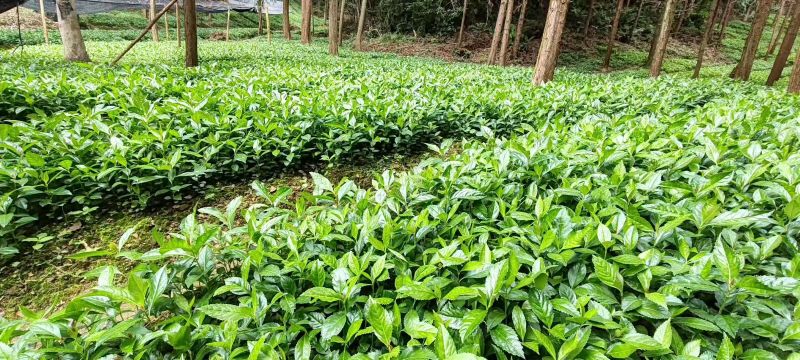 现挖带原土草珊瑚种苗根系完整成活率量大优惠