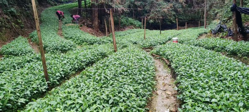 现挖带原土草珊瑚种苗根系完整成活率量大优惠