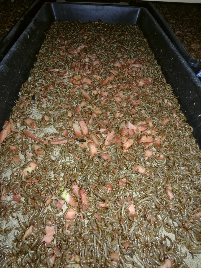 养殖厂直供活体大麦虫爬宠守宫鸟类饵料整车零担均