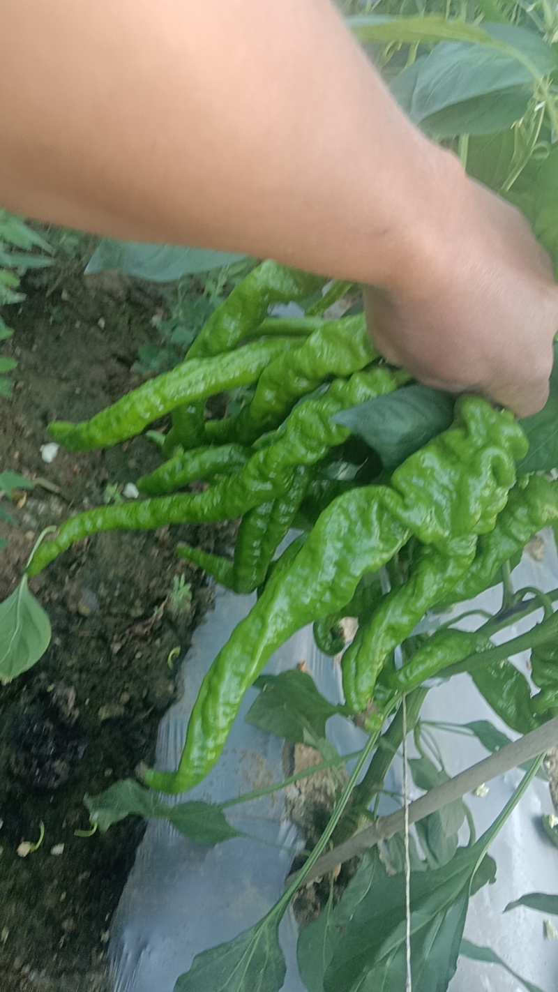 汉源县高山精品螺丝椒