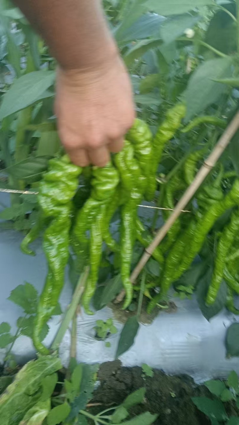 螺丝椒