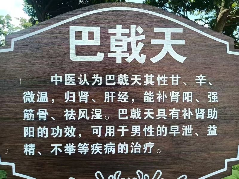 广东正宗德庆巴戟，可泡酒，煲汤