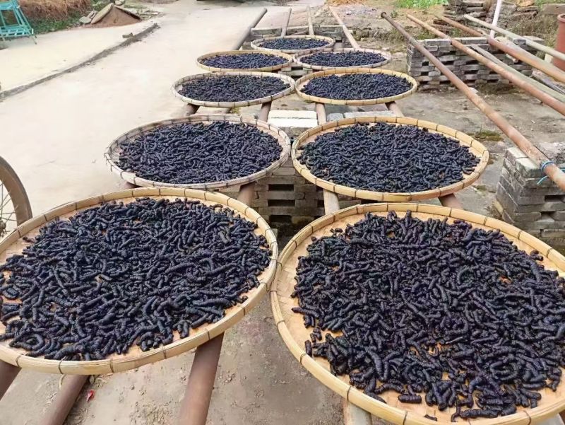 广东正宗德庆巴戟，可泡酒，煲汤