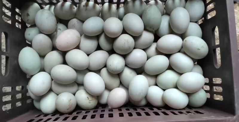 鲜鸭蛋绿壳鸭蛋红心鸭蛋散养鸭子蛋笨鸭蛋货源充足