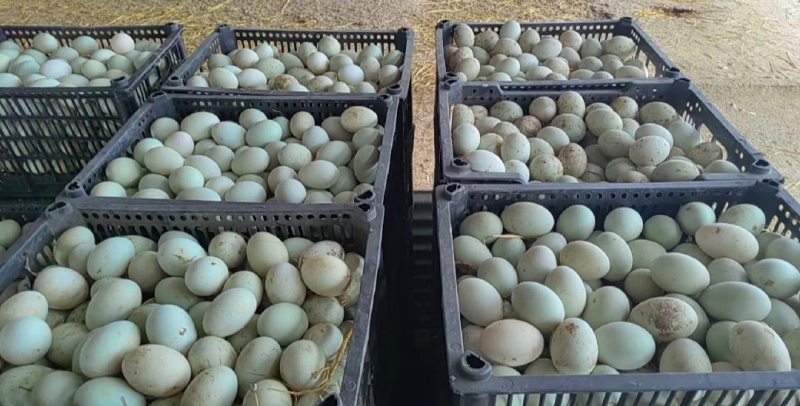 鲜鸭蛋绿壳鸭蛋红心鸭蛋散养鸭子蛋笨鸭蛋货源充足