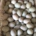 鲜鸭蛋绿壳鸭蛋红心鸭蛋散养鸭子蛋笨鸭蛋货源充足