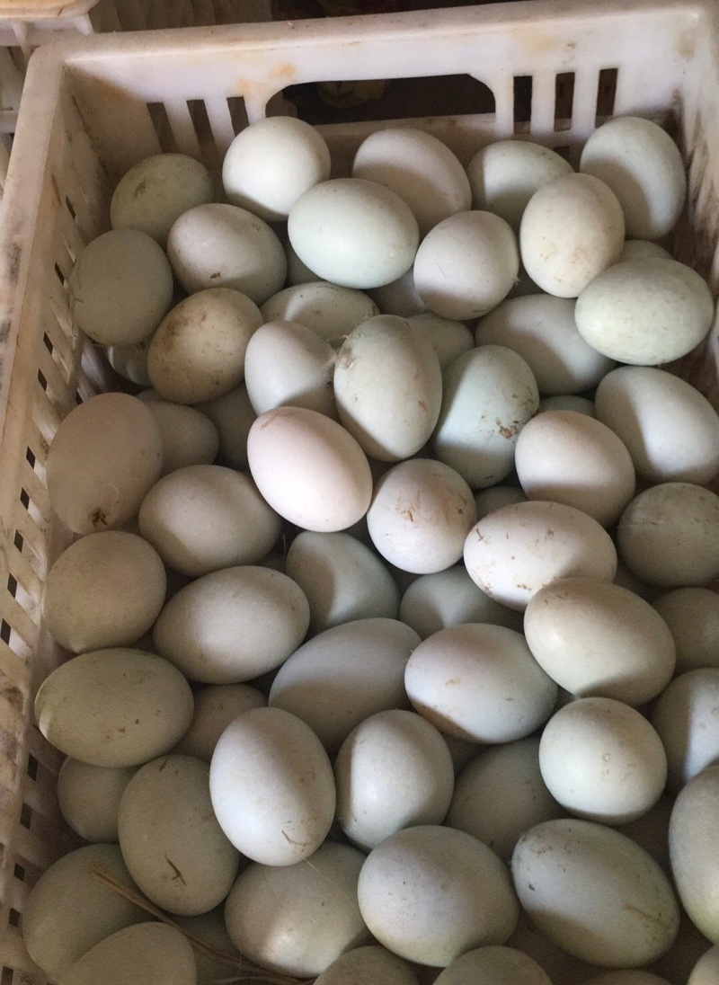 鲜鸭蛋绿壳鸭蛋红心鸭蛋散养鸭子蛋笨鸭蛋货源充足