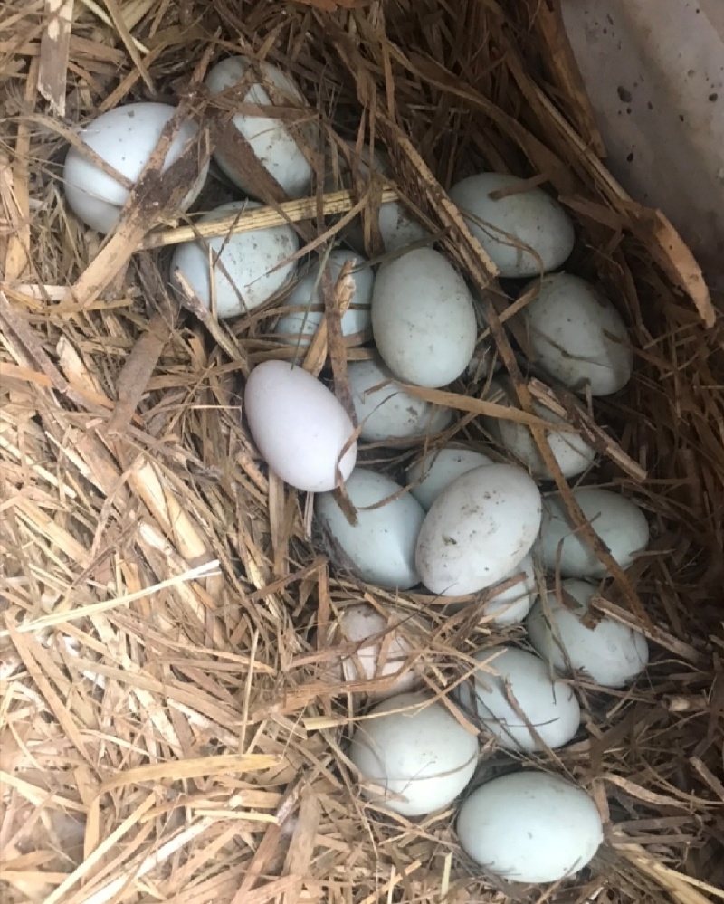 鲜鸭蛋绿壳鸭蛋红心鸭蛋散养鸭子蛋笨鸭蛋货源充足