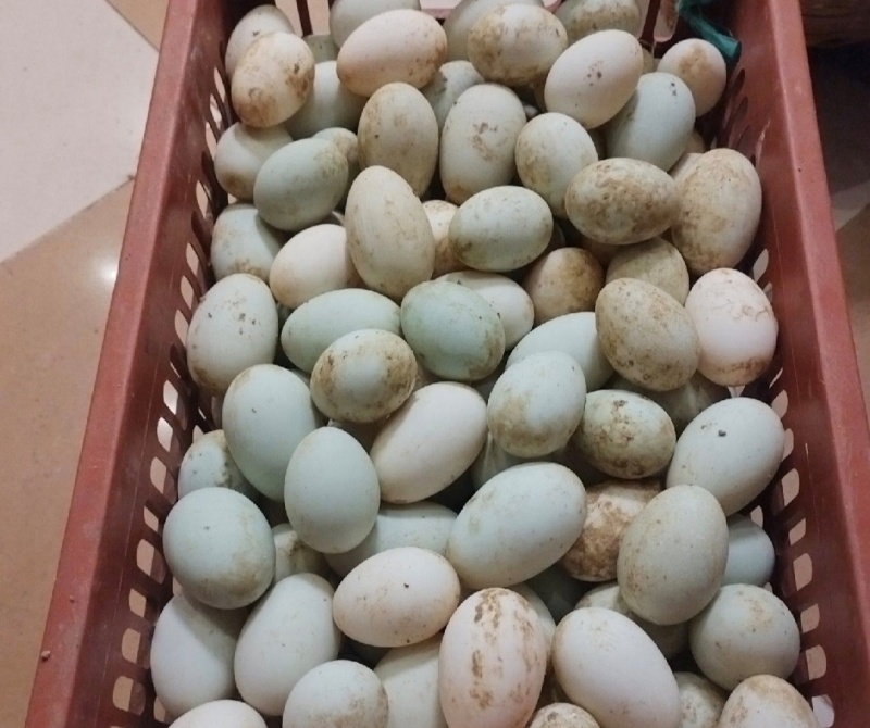 鲜鸭蛋绿壳鸭蛋红心鸭蛋散养鸭子蛋笨鸭蛋货源充足