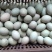 鲜鸭蛋绿壳鸭蛋红心鸭蛋散养鸭子蛋笨鸭蛋货源充足