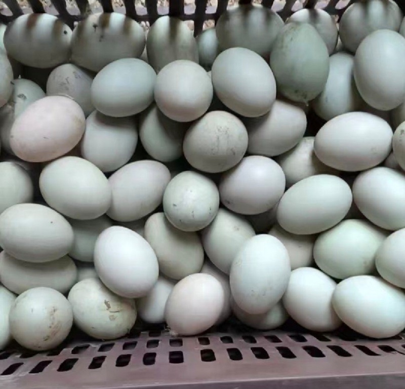 鲜鸭蛋绿壳鸭蛋红心鸭蛋散养鸭子蛋笨鸭蛋货源充足