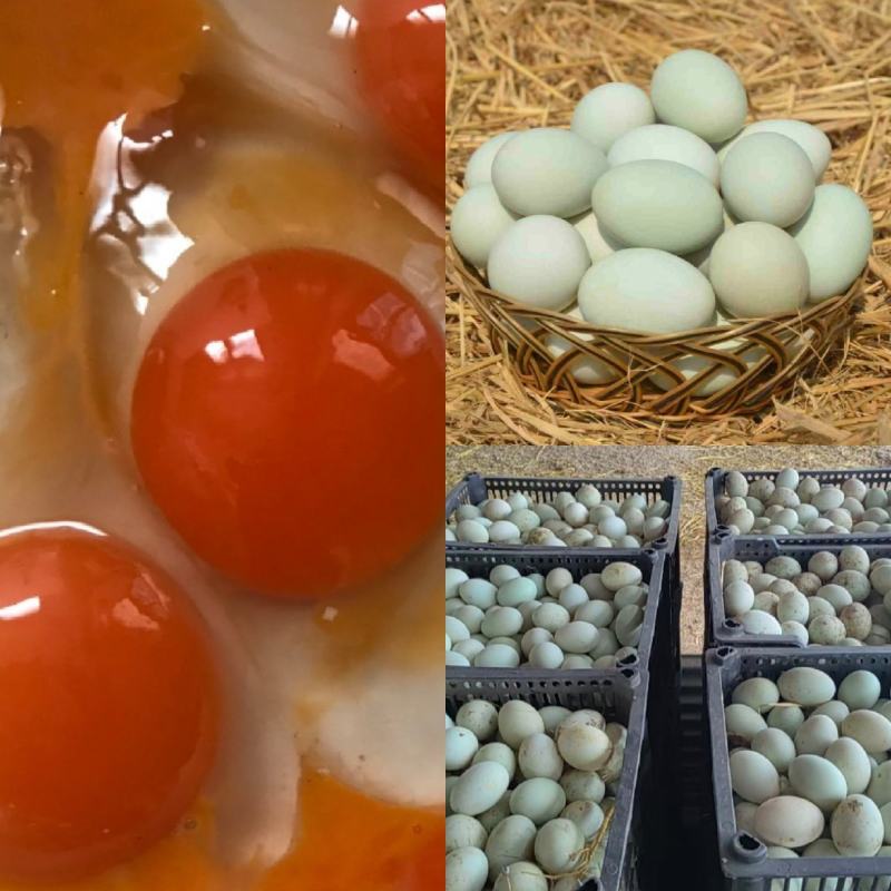 鲜鸭蛋绿壳鸭蛋红心鸭蛋散养鸭子蛋笨鸭蛋货源充足