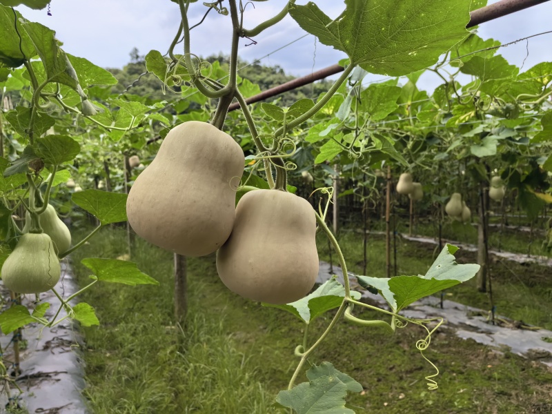 精品奶油南瓜1-3斤/个，电商、商超软糯香甜南瓜