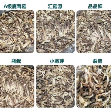 鹿茸菇菜场跑江湖，超市促销展会地摊好卖的
