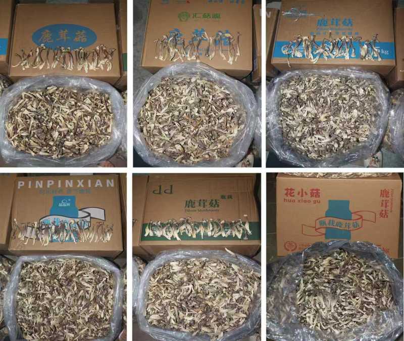 鹿茸菇菜场跑江湖，超市促销展会地摊好卖的