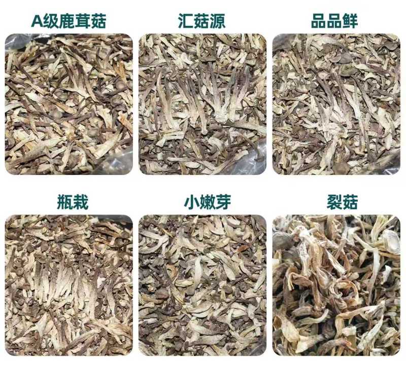鹿茸菇菜场跑江湖，超市促销展会地摊好卖的