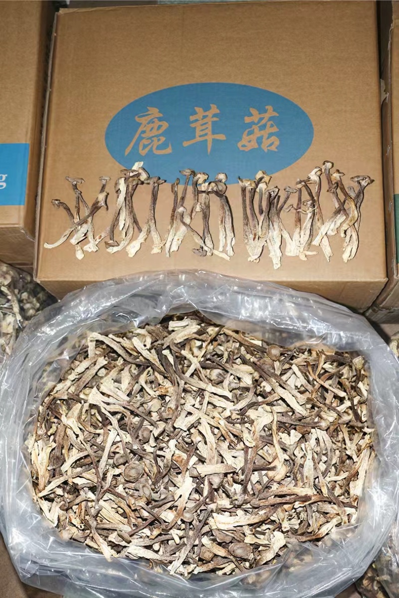 鹿茸菇菜场跑江湖，超市促销展会地摊好卖的