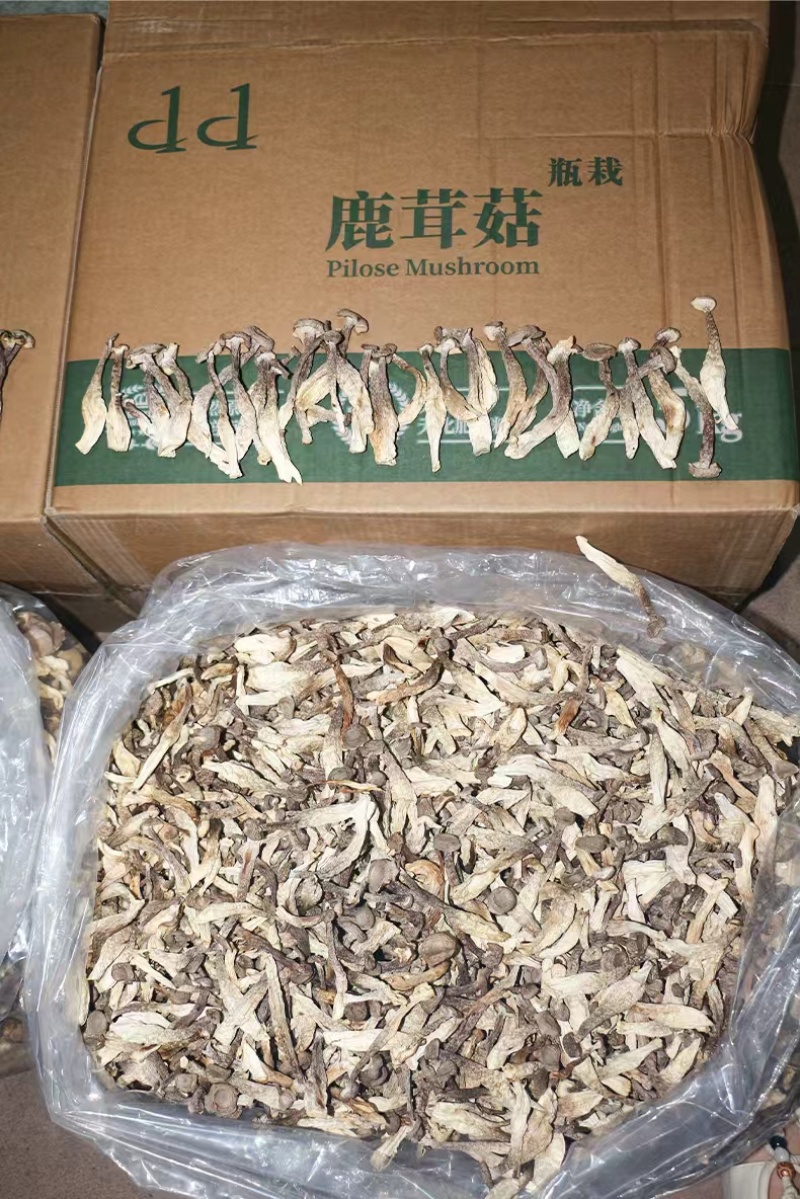 鹿茸菇菜场跑江湖，超市促销展会地摊好卖的