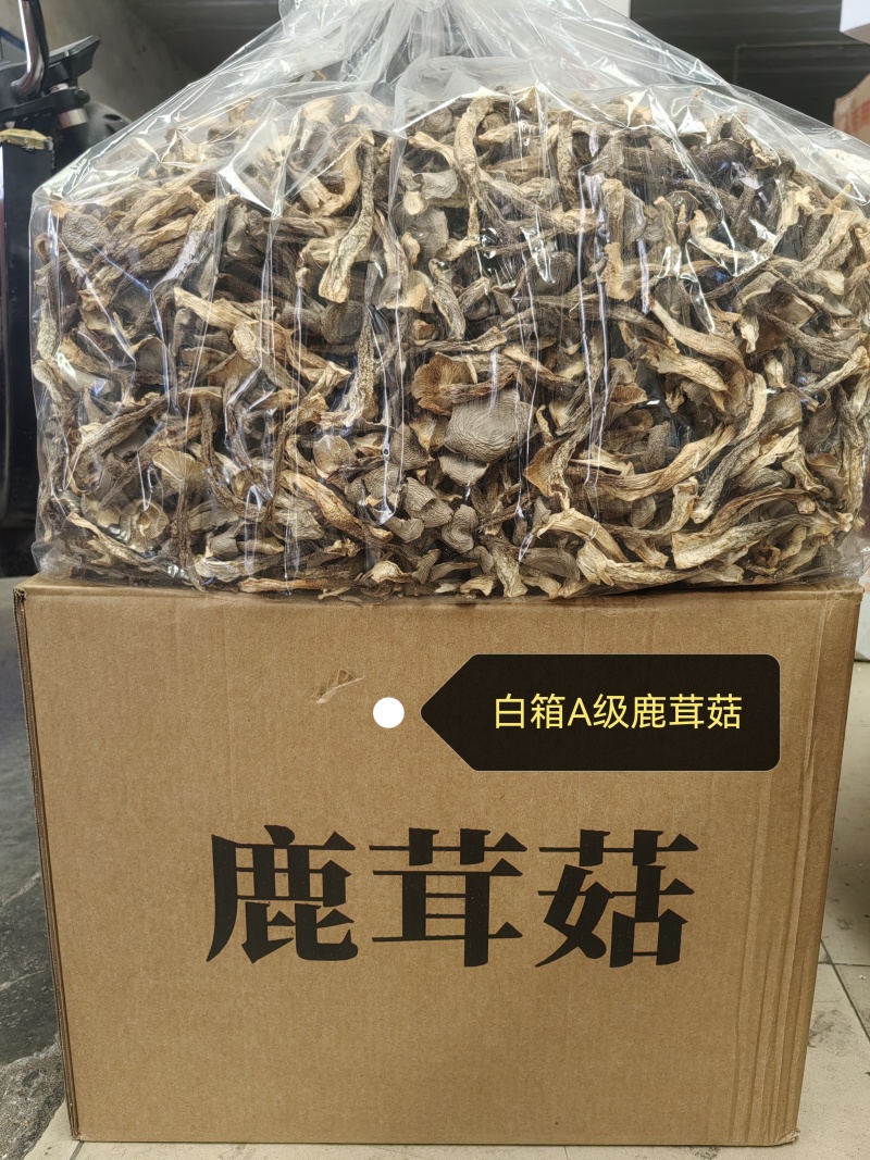 鹿茸菇菜场跑江湖，超市促销展会地摊好卖的
