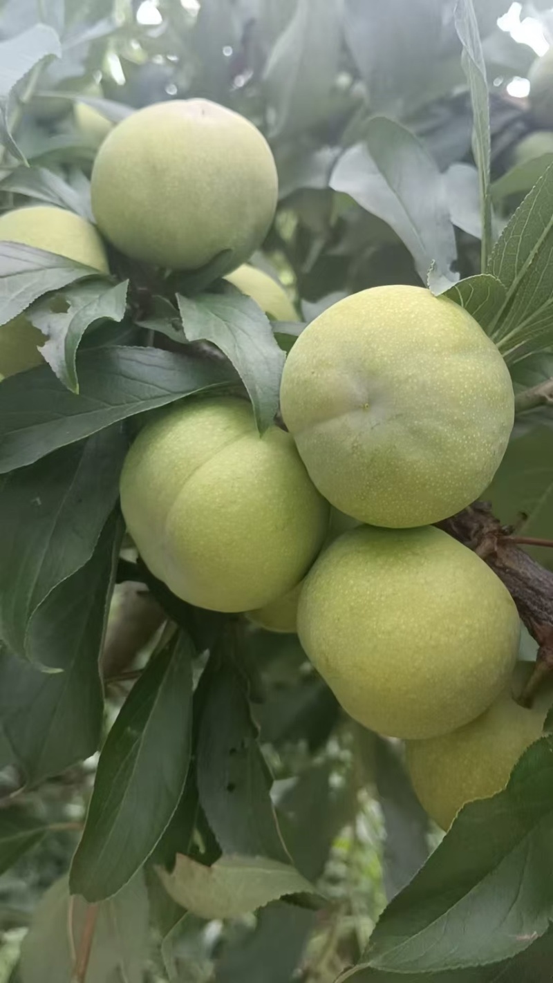 茂县青脆大量上市了