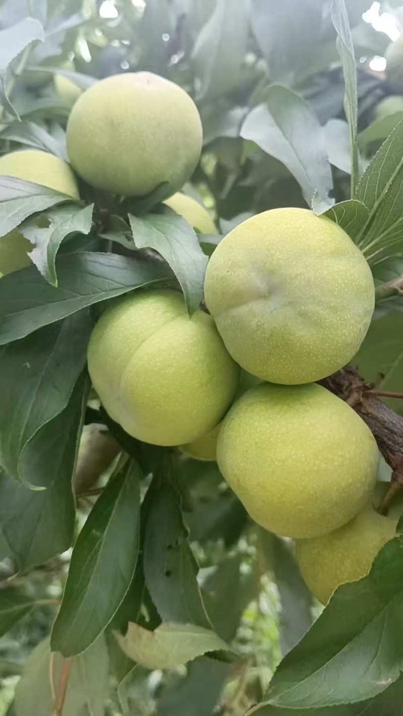 茂县青脆大量上市了