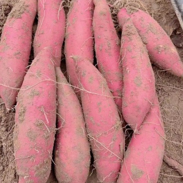 纯沙地济薯26板栗薯无筋无丝，软糯香甜产地直发