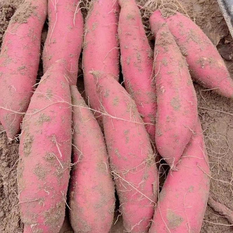 纯沙地济薯26板栗薯无筋无丝，软糯香甜产地直发