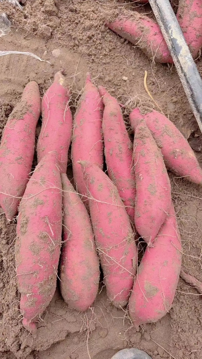 纯沙地济薯26板栗薯无筋无丝，软糯香甜产地直发