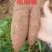 纯沙地济薯26板栗薯无筋无丝，软糯香甜产地直发