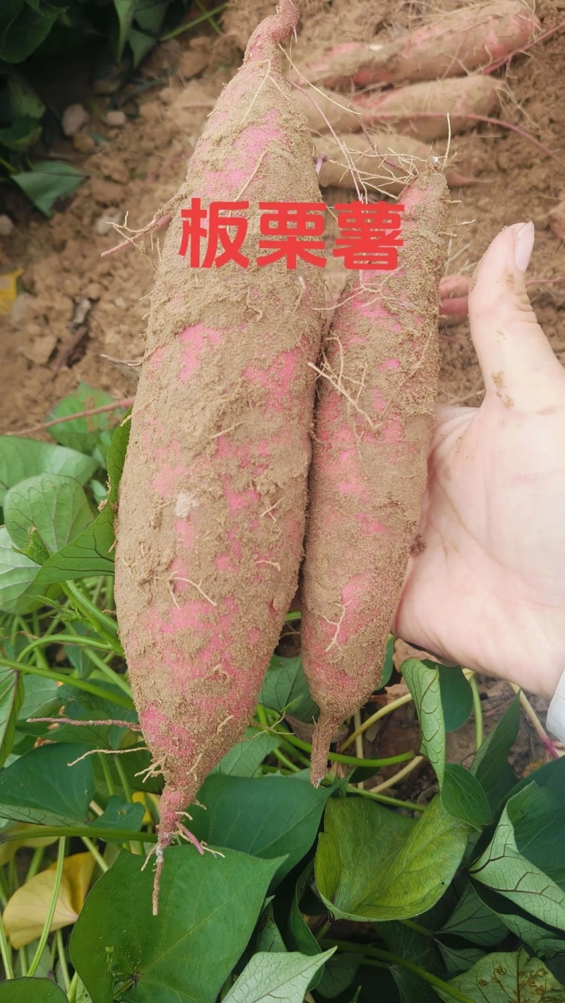 纯沙地济薯26板栗薯无筋无丝，软糯香甜产地直发