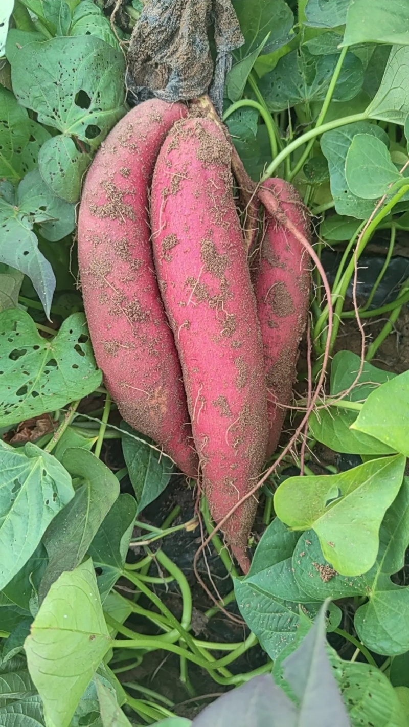 纯沙地济薯26板栗薯无筋无丝，软糯香甜产地直发