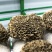 广东广州舞茸鲜品方舱种植，现货供应批发零售