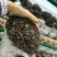 广东广州舞茸鲜品方舱种植，现货供应批发零售