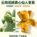 云南高原宝塔仙人掌果黄心仙桃现摘新鲜食用仙人果