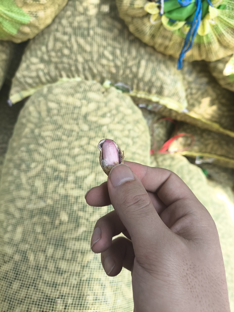 开封沙地大白鲨花生新货大颗粒饱满农家自产花生米产地直供