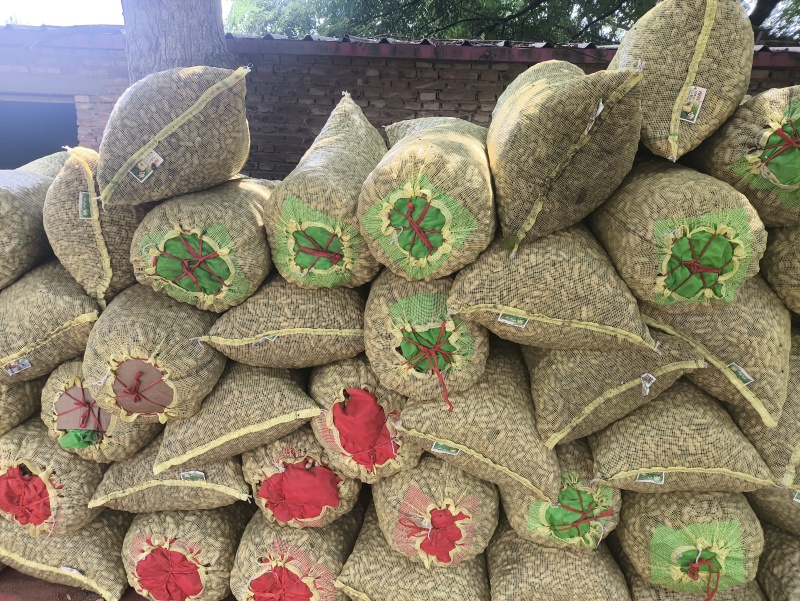 开封沙地大白鲨花生新货大颗粒饱满农家自产花生米产地直供