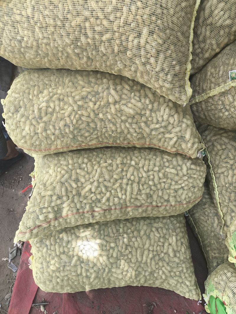 开封沙地大白鲨花生新货大颗粒饱满农家自产花生米产地直供