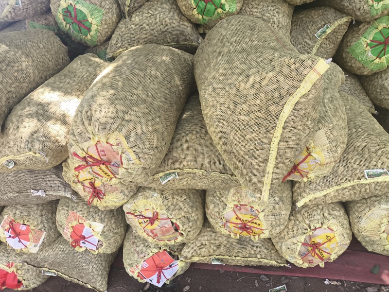 开封沙地大白鲨花生新货大颗粒饱满农家自产花生米产地直供