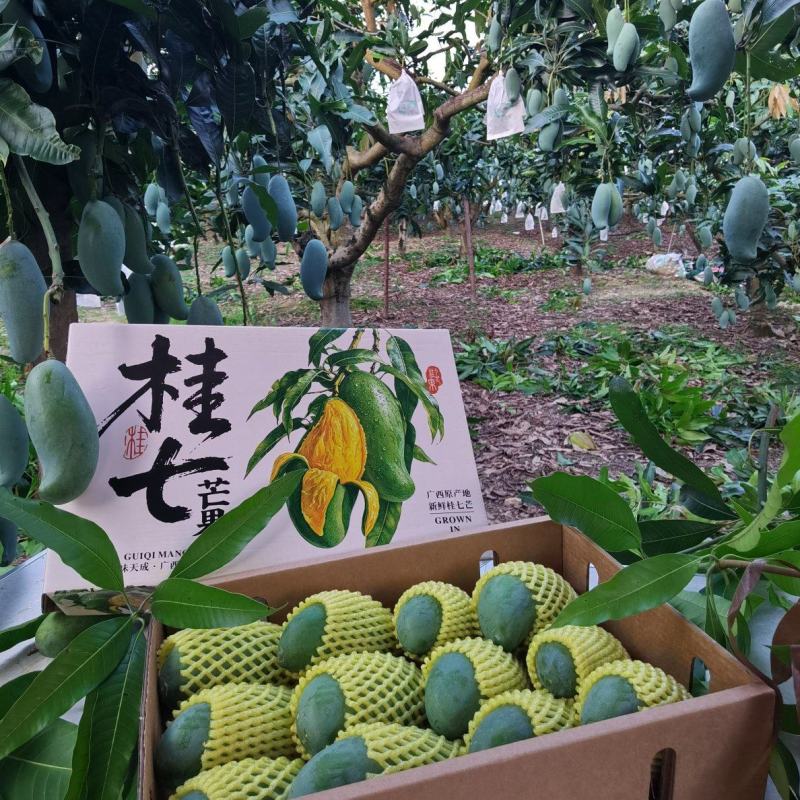 广西百色田东桂七产地直发，价格美丽，电商代发，落地配。