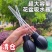 花盆托盘吸水器底座积水神器大吸管迷你换水抽水器大滴管园艺