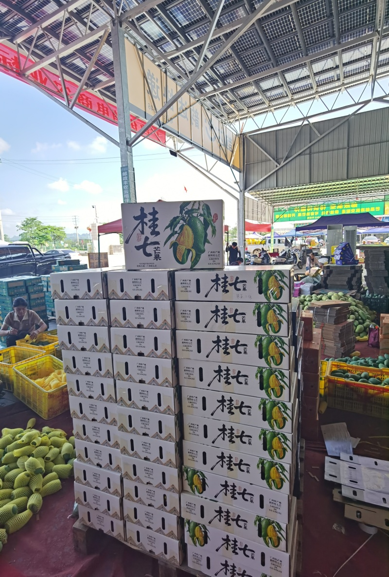 广西百色田东桂七产地直发，价格美丽，电商代发，落地配。