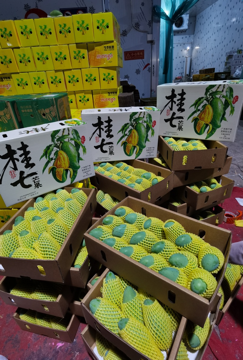 广西百色田东桂七产地直发，价格美丽，电商代发，落地配。
