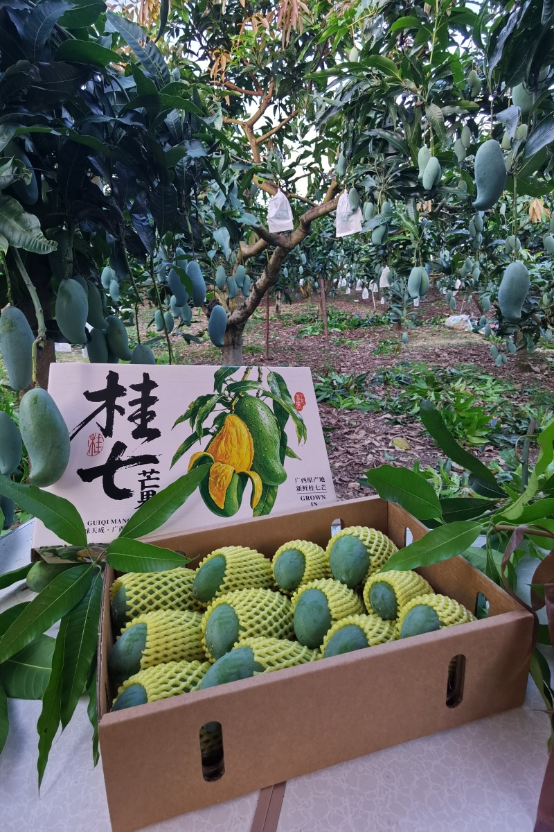 广西百色田东桂七产地直发，价格美丽，电商代发，落地配。