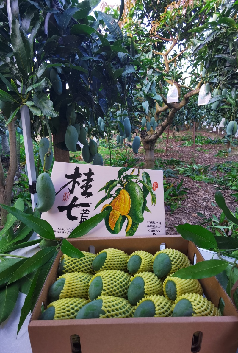 广西百色田东桂七产地直发，价格美丽，电商代发，落地配。