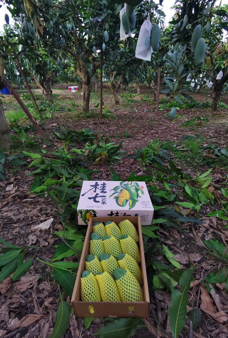 广西百色田东桂七产地直发，价格美丽，电商代发，落地配。