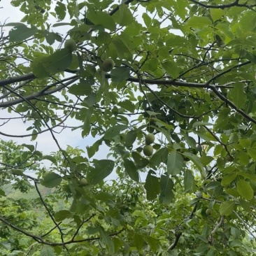 清香核桃