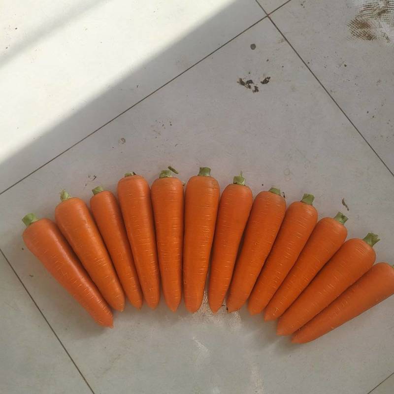 加工商超用胡萝卜大量有货