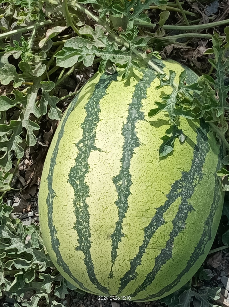 宁夏硒砂瓜