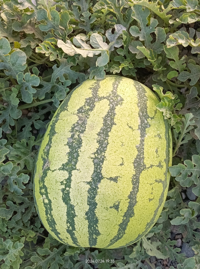 宁夏硒砂瓜