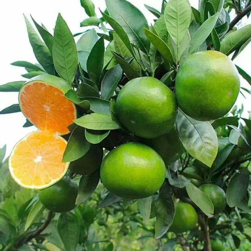 云南精品蜜橘/产地直发一手货源/对接全国采购商